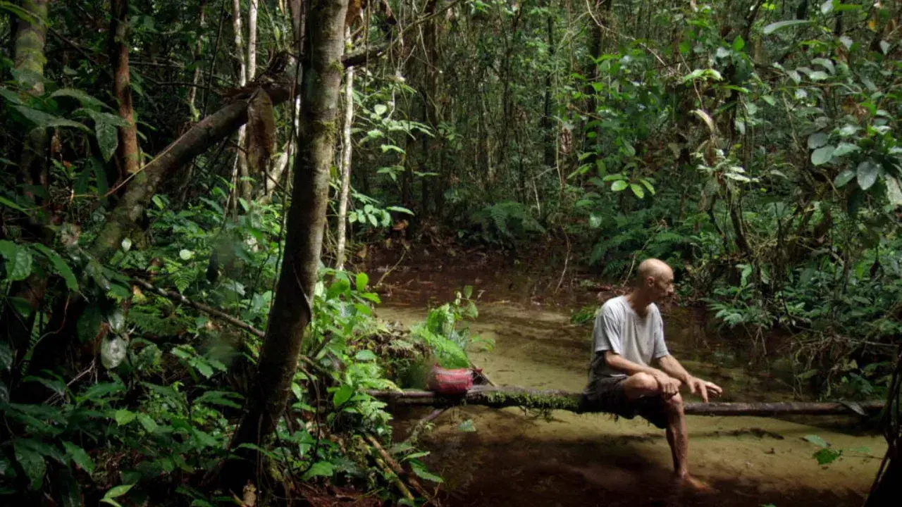 Song from the Forest