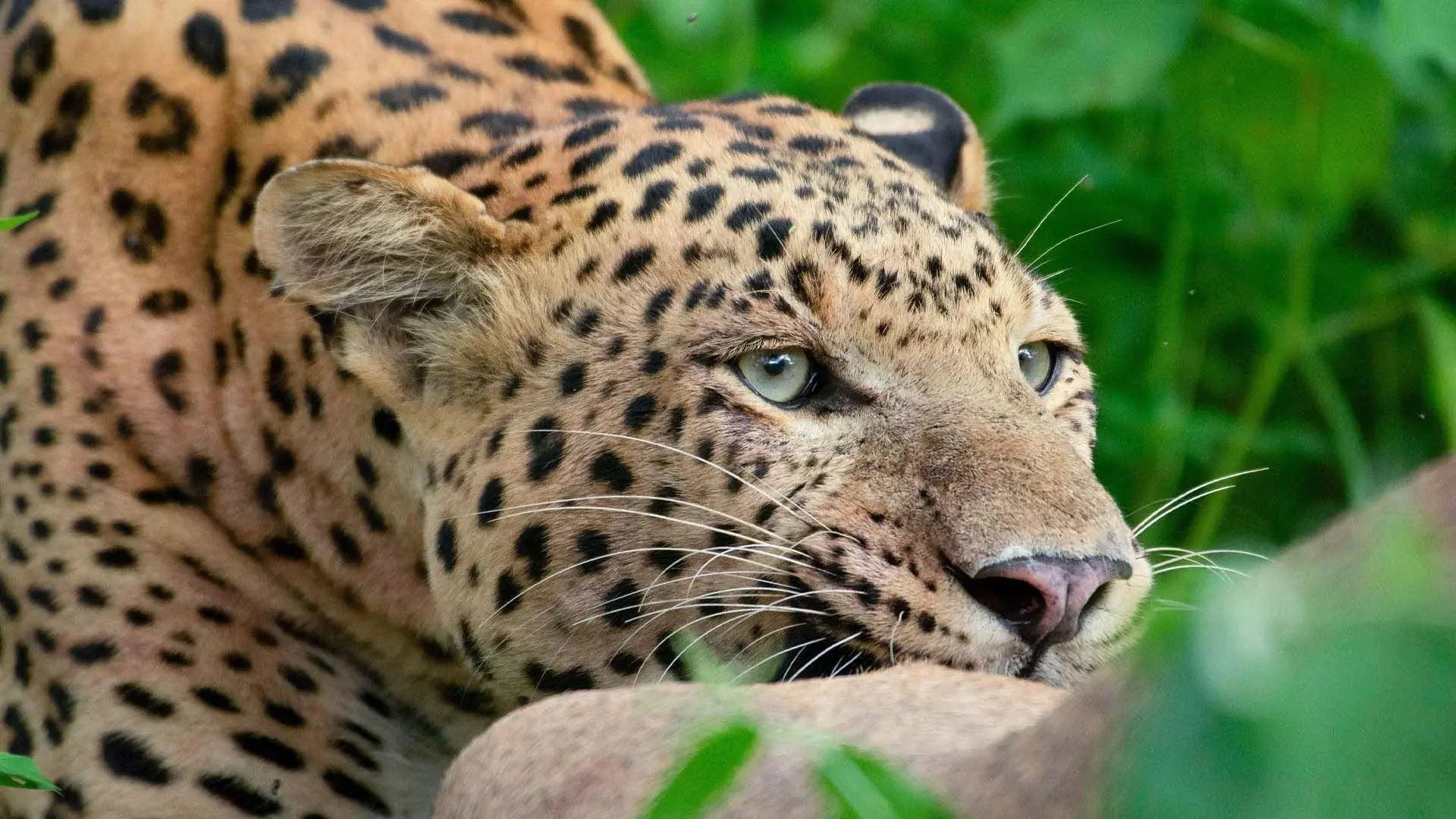 Leopard Dynasty – The Rise of Rana