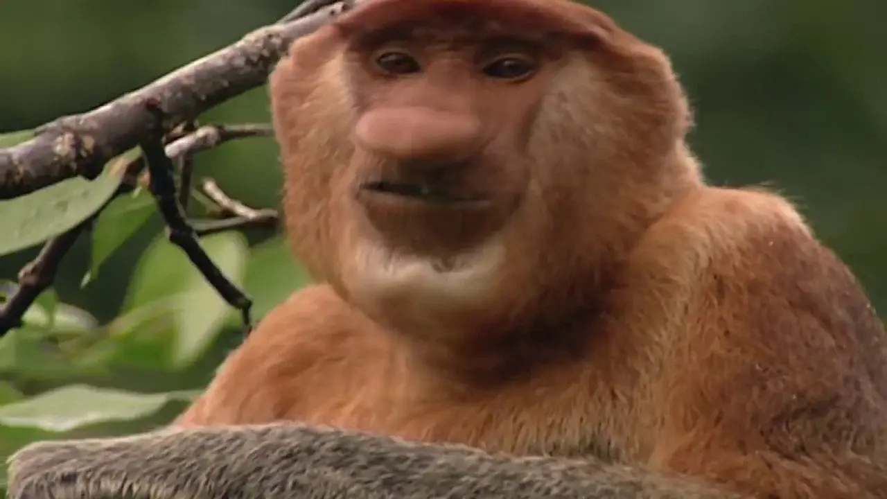 Clown of the Jungle: The Proboscis Monkey of Borneo