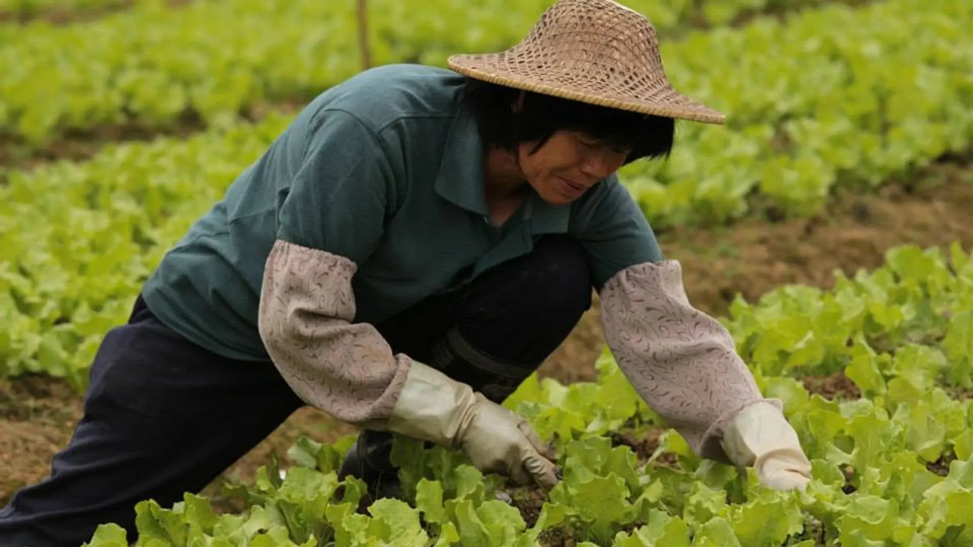 Open Road After Harvest